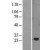 Western Blot: SOCS2 Lysate [NBL1-16326] - Western Blot experiments. 
Left-Control; Right -Over-expression Lysate for SOCS2